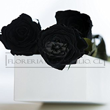 Caja con 12 Rosas Negras 
